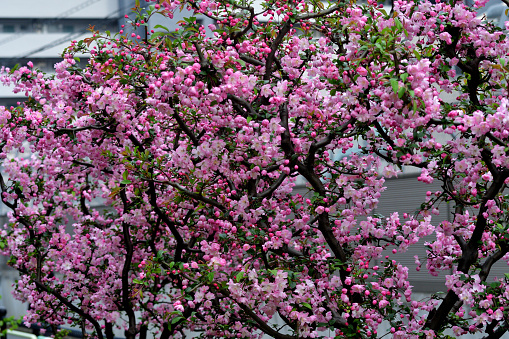 Malus halliana, also known as Hall’s crabapple and Flowering crabapple, is said to be native to Japan and is grown as an ornamental tree for its abundant, fragrant pink flowers which bloom in spring.\nThe species is hermaphrodite (has both male and female organs) and is pollinated by Insects.