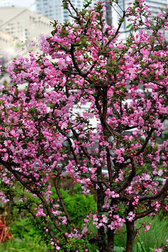 Malus halliana, also known as Hall’s crabapple and Flowering crabapple, is said to be native to Japan and is grown as an ornamental tree for its abundant, fragrant pink flowers which bloom in spring.
The species is hermaphrodite (has both male and female organs) and is pollinated by Insects.
