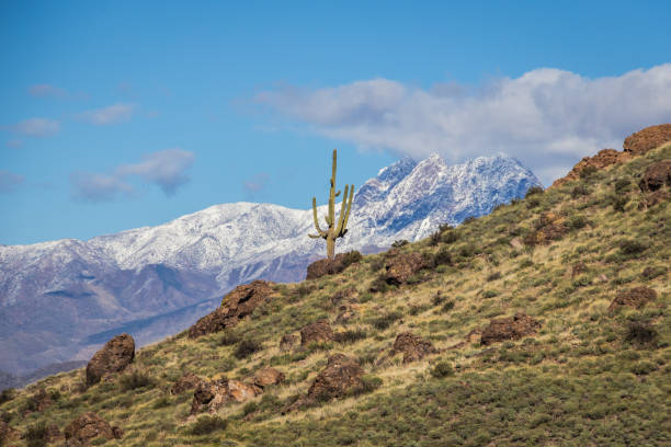 istock A saguaro cacti on a hillside with a snow covered mountain in the background. 2150826845