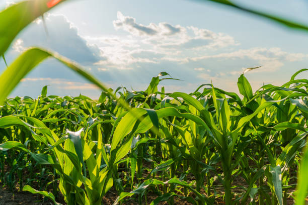 istock Corn field on a sunny summer day. Corn plantation 2150828254