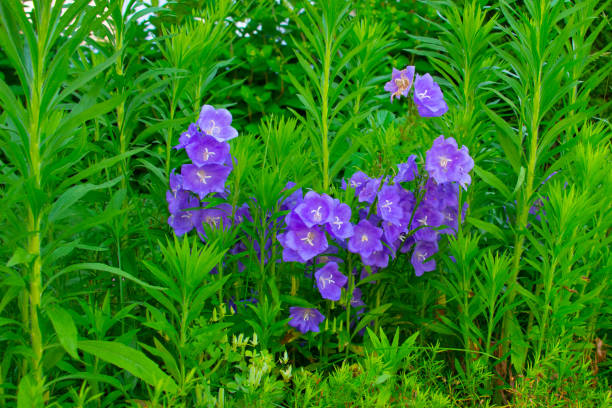 istock Purple Bellflowers- Howard County, Indiana 2150828623