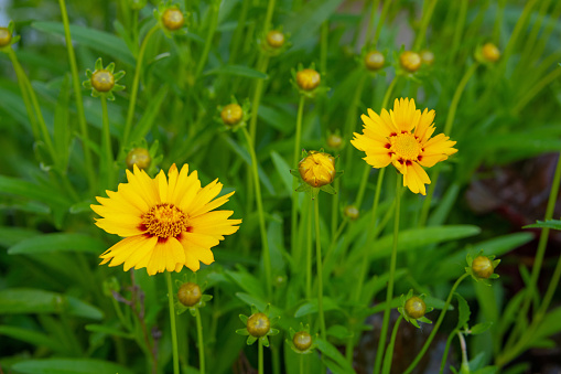Spring Flowers- Lance-Leaved Coreopsis- Howard County, Indiana