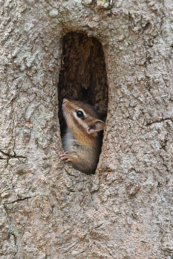 Eastern chipmunk in tree cavity, Connecticut