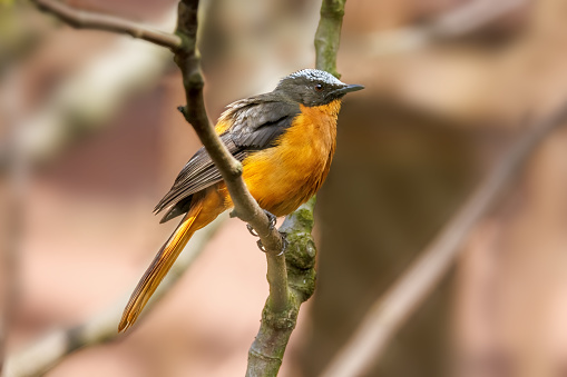 A white-crowned robin-chat, a terrestrial and non-migratory bird endemic to Africa and found in dry savannah and subtropical or tropical moist shrubland.
