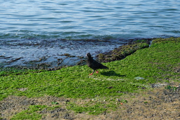 A lone pigeon walks on the moss on a sunny day in Istanbul's Golden Horn. In the background is the Istanbul skyline with the bridge and mosque.