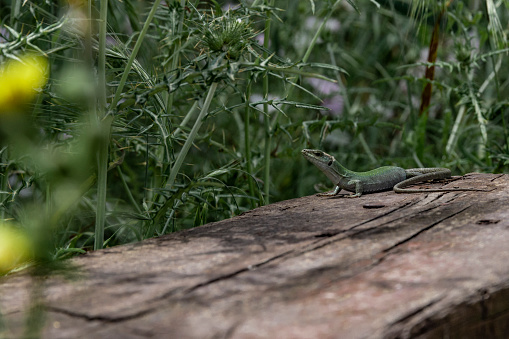lizard sunbathes on a wooden log