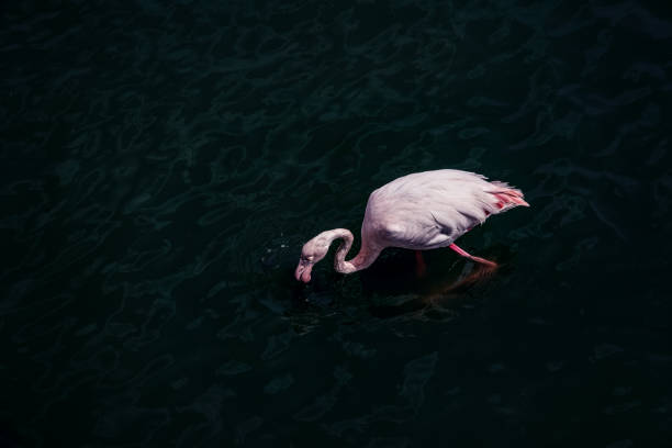 pink flamingo seen from above,in the middle of a green body of water