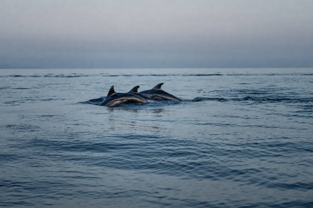 dolphins swimming on the surface of the water at sunset in the Ionian Sea near the shore