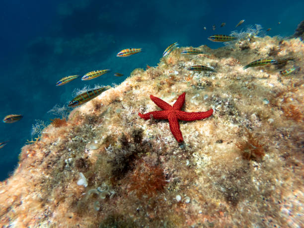 starfish lying on a rock with fish swimming alongside