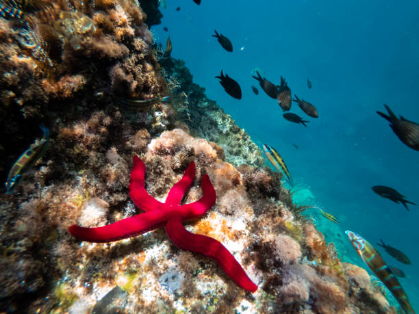 starfish lying on a rock with fish swimming alongside