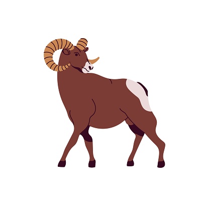 Powerful Siberian bighorn. Snow or mountain sheep ram with big curling horns. Argali, urial. Wild hoofed animal. North American fauna, wildlife. Flat isolated vector illustration on white background.