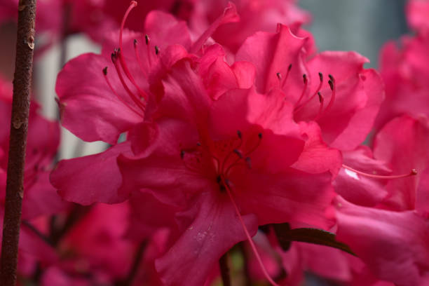 istock Red Azalea Bush Flowers in a Spring Garden 2150832062