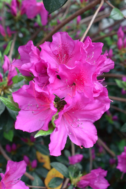 istock Pink Azalea Bush Flowers in a Spring Garden 2150832068