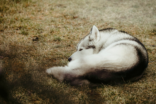 A beautiful, six~ year~ old husky, curled up in the grass.