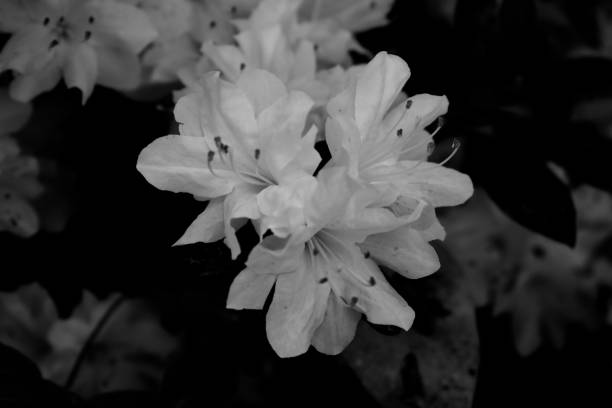 White Azalea Bush Flowers in a Spring Garden