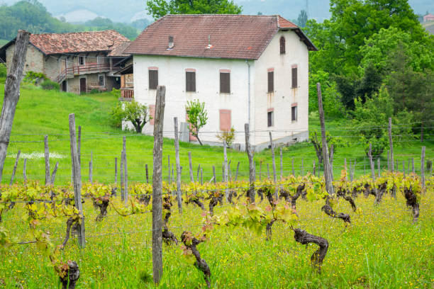 The vineyards of Monferrato Region (Italy, Piedmont Region) near Casale Monferrato. This area is world famous for its valuable red wines (like Barolo and Barbaresco) and is UNESCO Site since 2014.