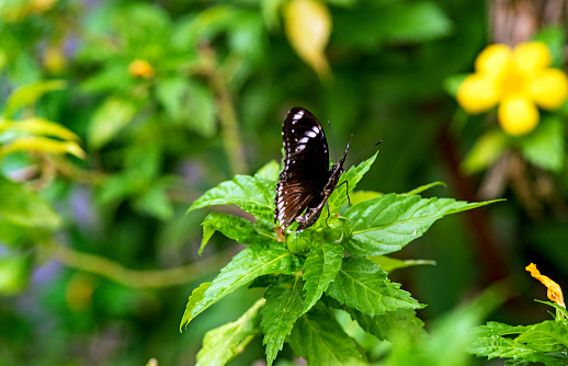View on the Female common eggfly or blue moon butterfly in the garden on summer time