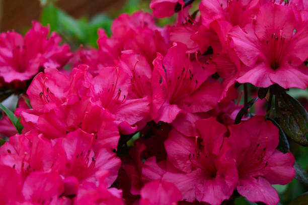 istock Red Azalea Bush Flowers in a Spring Garden 2150834452