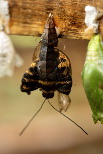 istock Rows of Cocoons Waiting to Hatch 2150834540