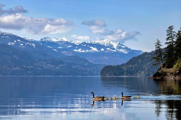 istock Canada Goose Family 2150834555