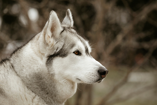 A close up shot of a beautiful, five~ year~ old husky.
