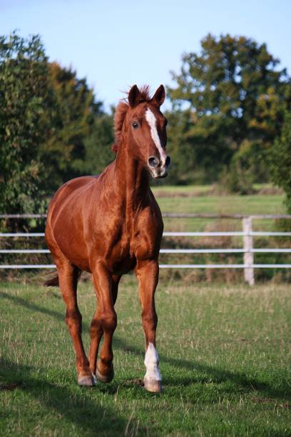 istock a Pretty light brown quarter horse with white spot on head runs on the run 2150835151