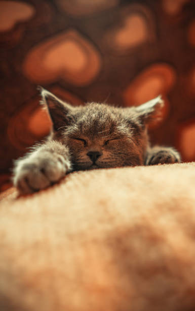 istock Sleeping kitten. Small grey cat sleeps with its head on pillow. 2150837845