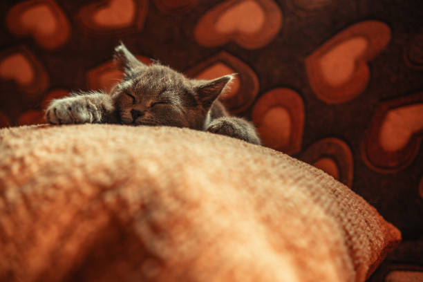 istock Sleeping kitten. Small grey cat sleeps with its head on pillow. 2150838436