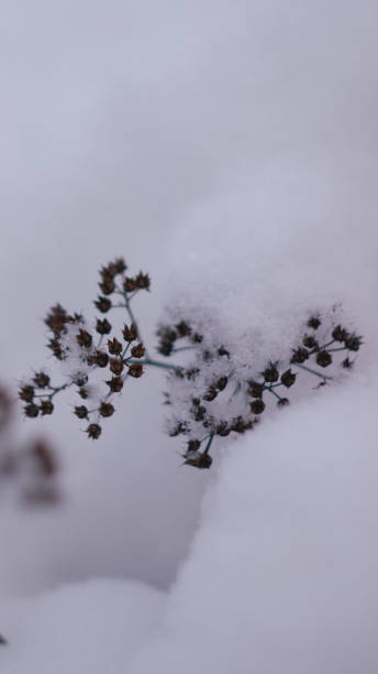 istock Cover for stories. Nature under the snow 2150839658