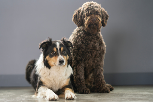 Two dogs sit side-by-side as they pose for a portrait.  The Portuguese Waterdog is sitting tall while the Border Collie lays down casually beside her.