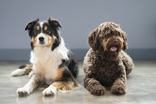 Two dogs lay side-by-side as they pose for a portrait.  The Portuguese Waterdog is panting and has her tongue out, while the Border Collie lays with a neutral expression on his face.
