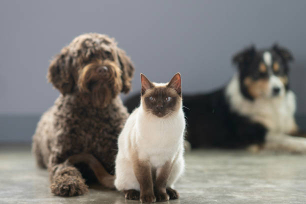 istock A Trio of Friends 2150840081