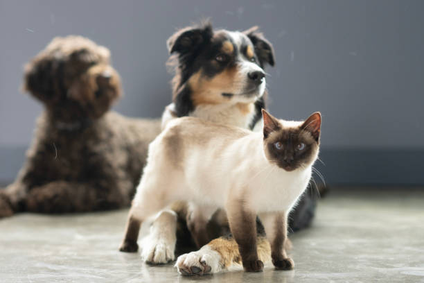 Two dogs and a cat lay around together as they pose for a portrait.  The Portuguese Waterdog and the Border Collie are both casually laying down while the Siamese cat walks around in front.