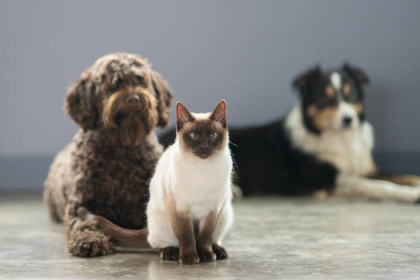Two dogs and a cat lay around together as they pose for a portrait.  The Portuguese Waterdog and the Border Collie are both casually laying down while the Siamese cat sits pretty in front.