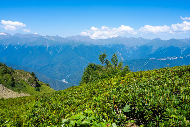 istock Rhododendron is high in the mountains in summer 2150841669