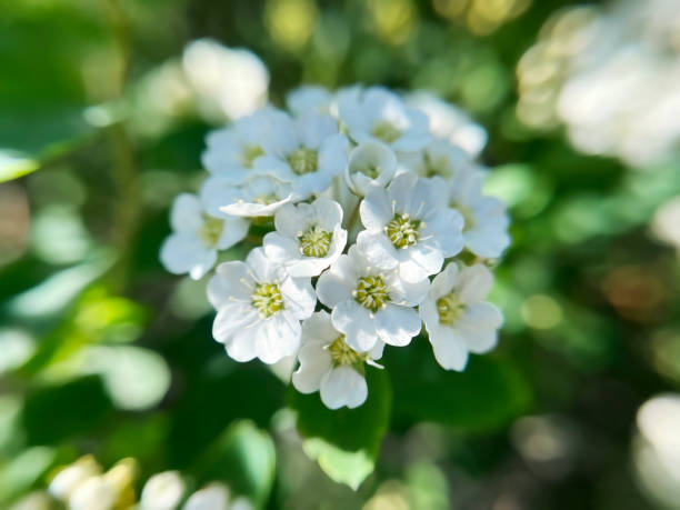 istock White flowers Spirea (spiraea cantoniensis) close-up 2150841970