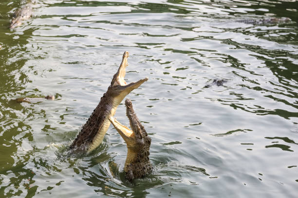 istock Close up salt crocodile is show action jump on river 2150843440