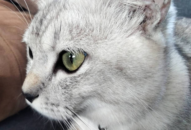 The gray cat with yellow eyes is a striking vision of elegance and mystery, captivating all who encounter its enigmatic gaze. Its sleek fur, the color of storm clouds, shimmers with subtle undertones of silver and charcoal, creating a mesmerizing play of light and shadow.