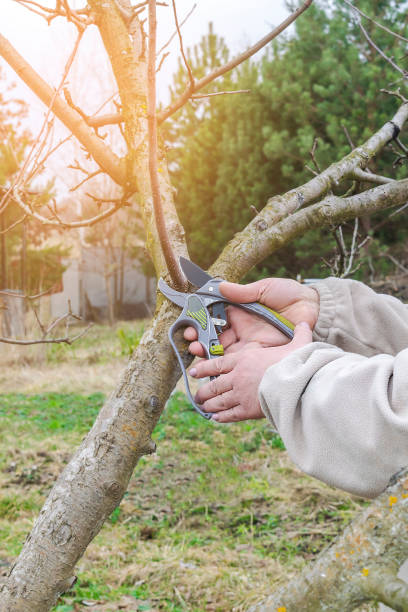 istock Women's with shears, scissors cutting fruit tree branch in garden, yard.agronomy farming spring 2150843658