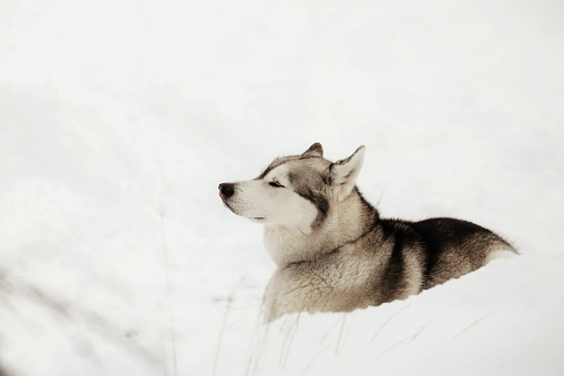A close up shot of a beautiful, six~ year~ old husky, sitting in the snow.