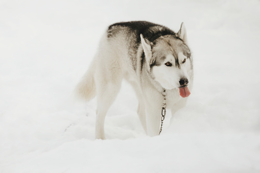 A  beautiful, six~ year~ old husky, tasting the snow.
