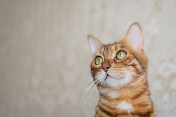 istock Headshot of a Bengal cat on a blurred room background. 2150844794