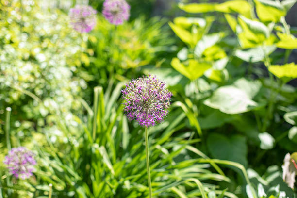 Beautiful purple dandelion flower in summer park