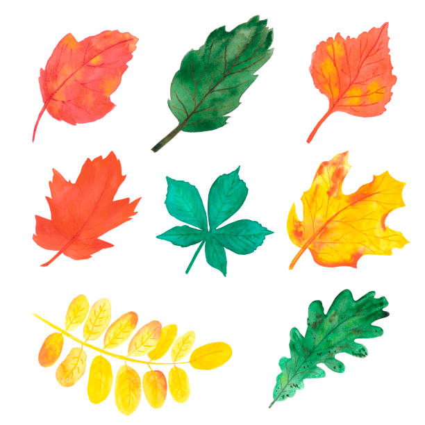 istock Hand drawn watercolor autumn leaves on white background. Scrapbook design, typography poster, label, banner. 2150847004
