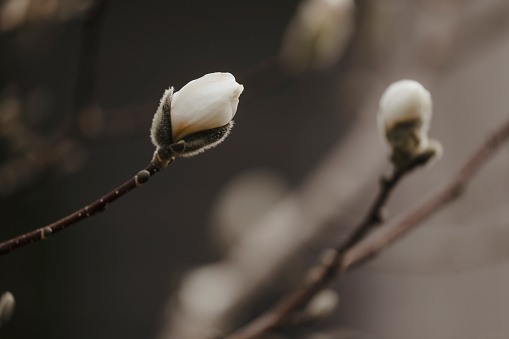 A close up of a beautiful magnolia bud. Shot with a Canon 5D Mark IV.
