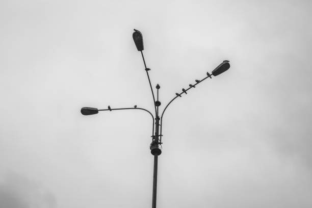 3-light street lamp on dark sky in Lima, Peru