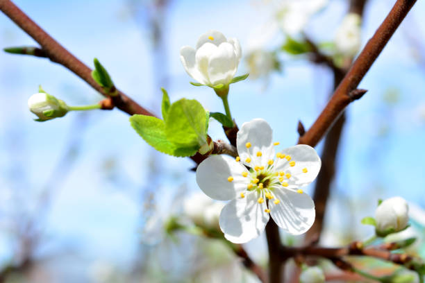 a plum tree with white flowers and a green leaf and blue sky