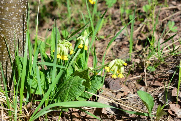 istock a few yellow flowers in the grass in the forest 2150848174