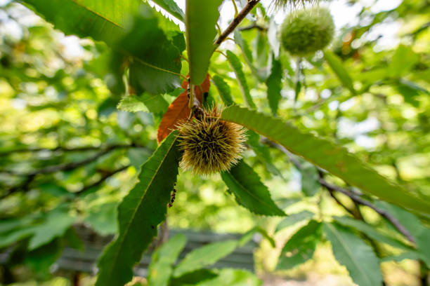 Chestnuts for sale