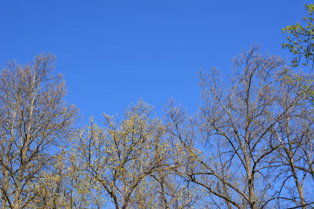tree tops with white flowers in the blue sky background copy space